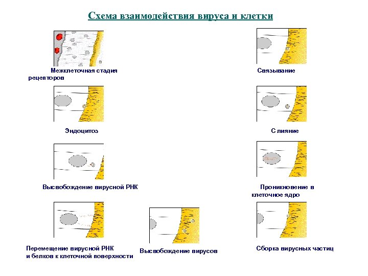  Схема взаимодействия вируса и клетки Межклеточная стадия Связывание рецепторов Эндоцитоз С лияние Высвобождение