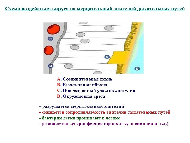 Схема воздействия вируса на мерцательный эпителий дыхательных путей А. Соединительная ткань В. Базальная мембрана