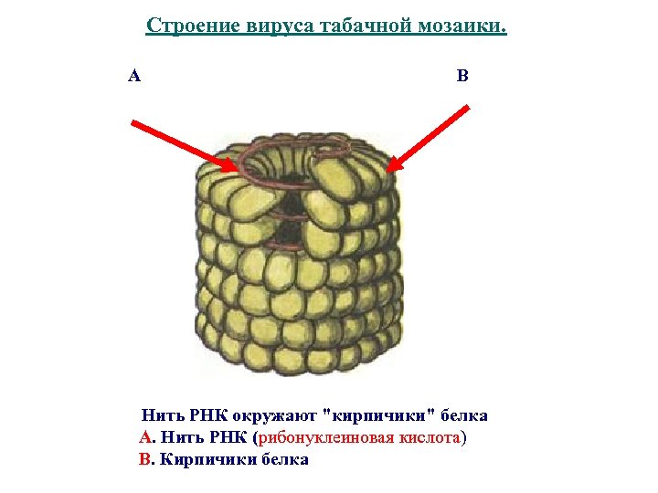 Строение вируса табачной мозаики. А В Нить РНК окружают "кирпичики" белка А. Нить РНК