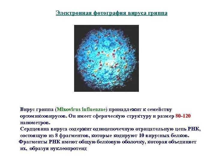 Электронная фотография вируса гриппа Вирус гриппа (Mixovirus influenzae) принадлежит к семейству ортомиксовирусов. Он имеет