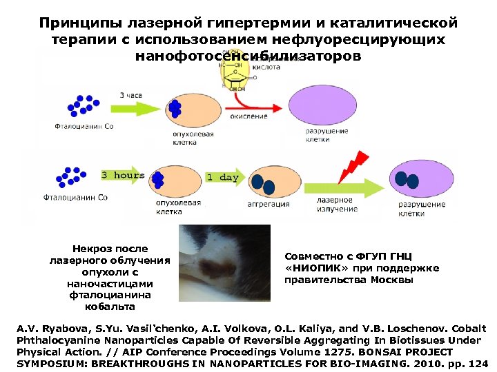 Принципы лазерной гипертермии и каталитической терапии с использованием нефлуоресцирующих нанофотосенсибилизаторов Некроз после лазерного облучения