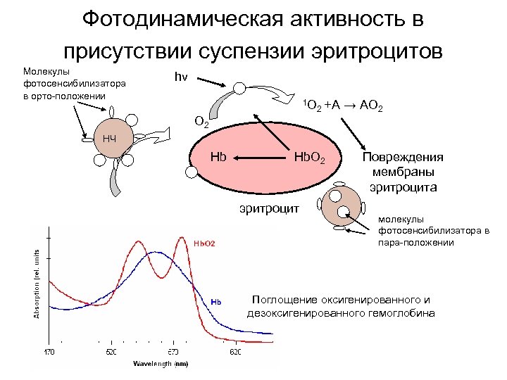 Фотодинамическая активность в присутствии суспензии эритроцитов Молекулы фотосенсибилизатора в орто-положении hν 1 O O