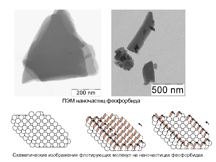 ПЭМ наночастиц феофорбида Схематические изображения флотирующих молекул на наночастицах феофорбидах 