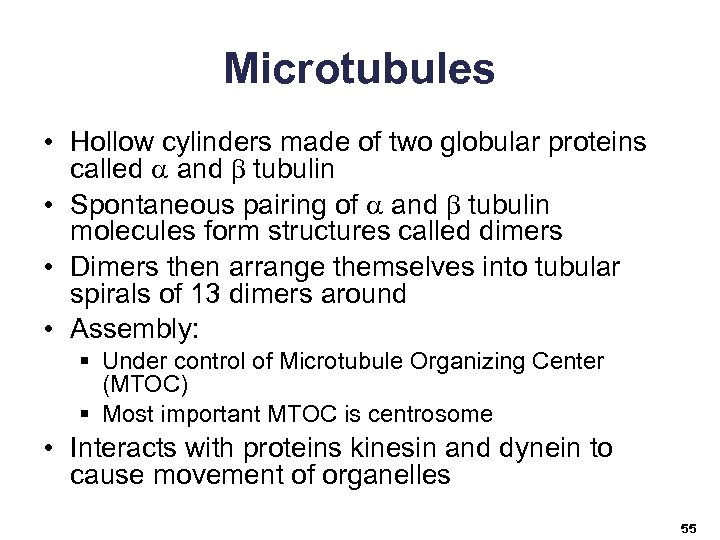 Microtubules • Hollow cylinders made of two globular proteins called a and b tubulin
