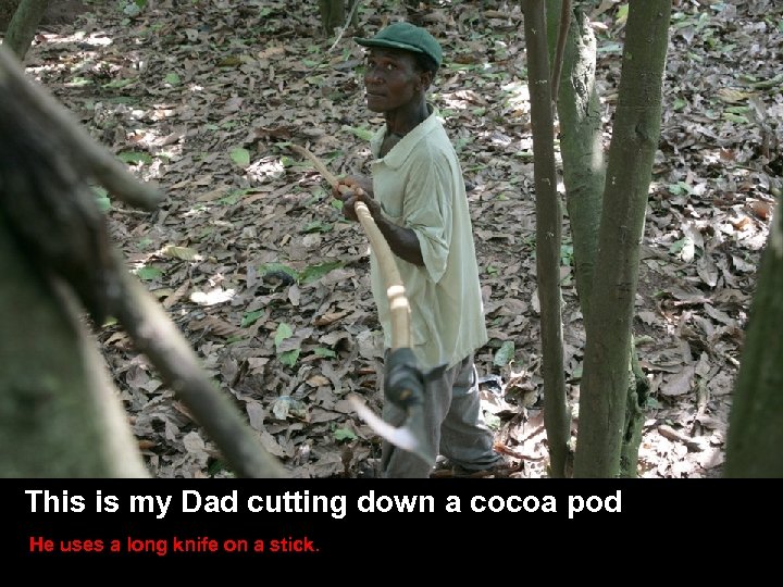 SLIDE TITLE HERE • Other stuff here This is my Dad cutting down a