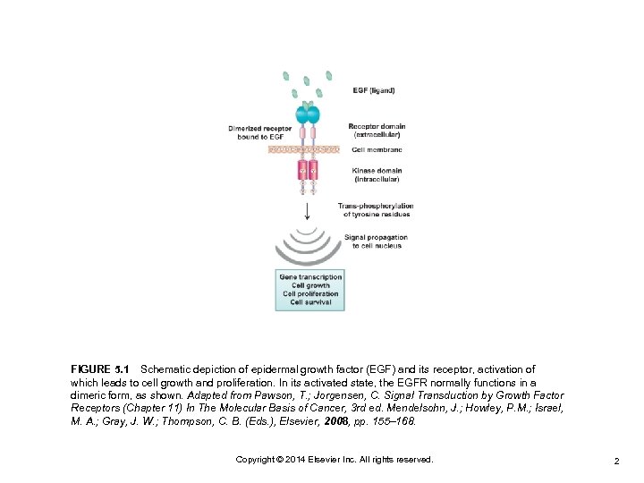 FIGURE 5. 1 Schematic depiction of epidermal growth factor (EGF) and its receptor, activation of