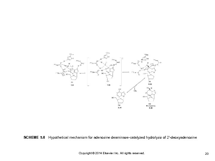 SCHEME 5. 6 Hypothetical mechanism for adenosine deaminase-catalyzed hydrolysis of 2′-deoxyadenosine Copyright © 2014 Elsevier