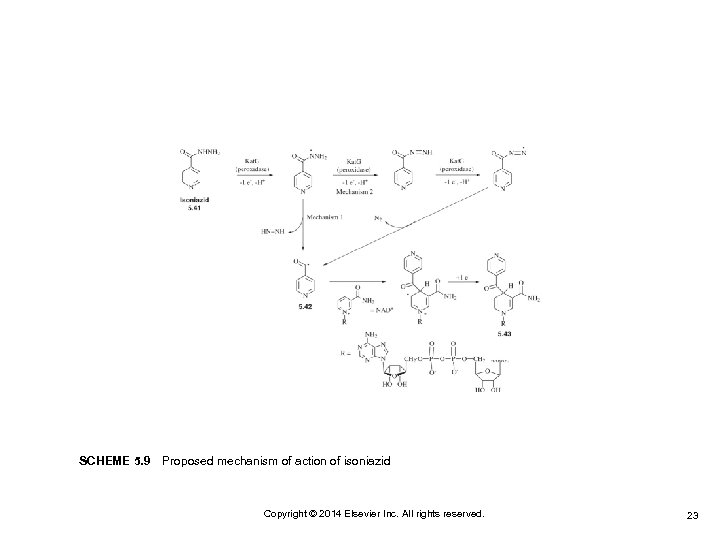 SCHEME 5. 9 Proposed mechanism of action of isoniazid Copyright © 2014 Elsevier Inc. All
