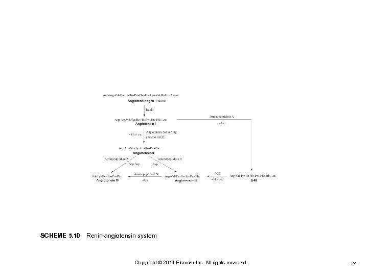 SCHEME 5. 10 Renin-angiotensin system Copyright © 2014 Elsevier Inc. All rights reserved. 24 