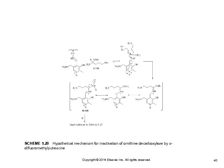 SCHEME 5. 26 Hypothetical mechanism for inactivation of ornithine decarboxylase by αdifluoromethylputrescine Copyright © 2014