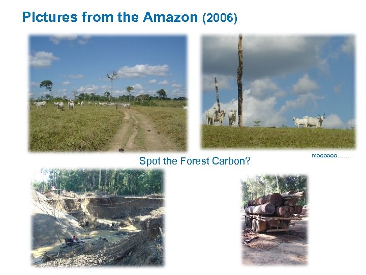 Pictures from the Amazon (2006) Spot the Forest Carbon? moooooo……. 