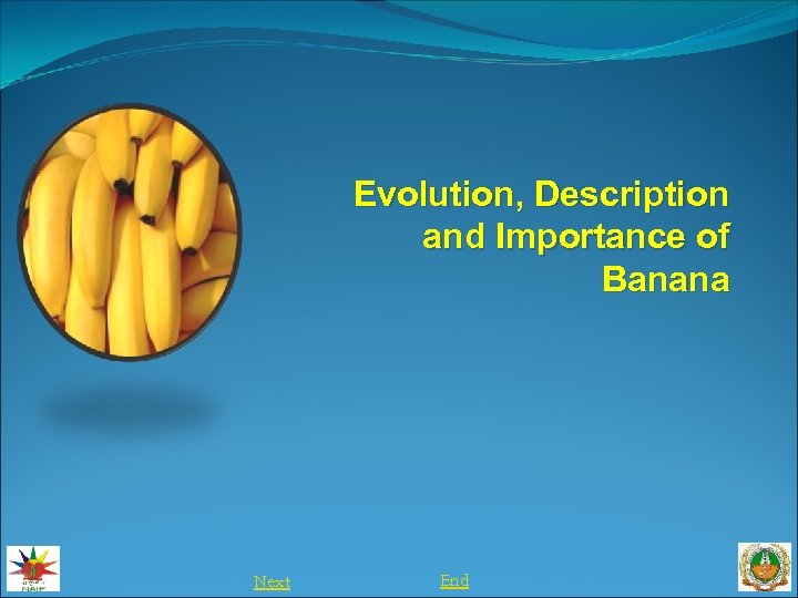 Evolution, Description and Importance of Banana Next End 