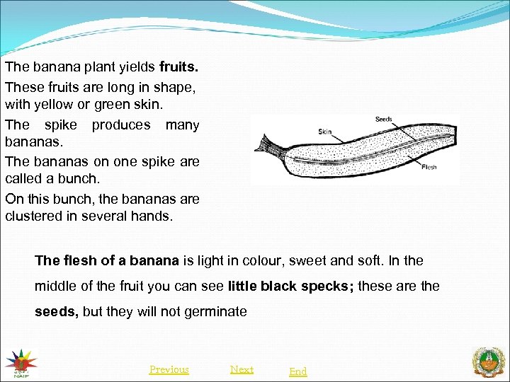 The banana plant yields fruits. These fruits are long in shape, with yellow or