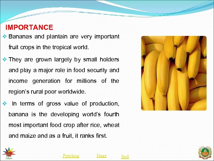 IMPORTANCE v Bananas and plantain are very important fruit crops in the tropical world.