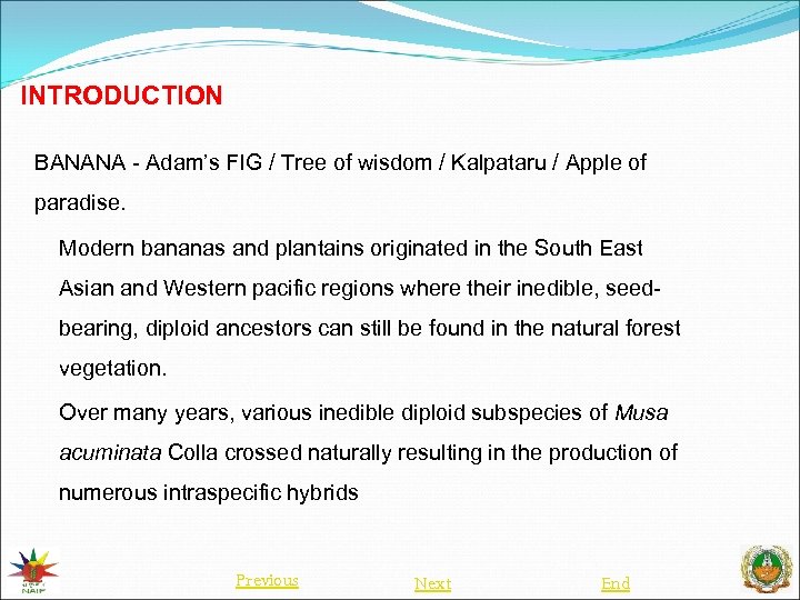 INTRODUCTION BANANA - Adam’s FIG / Tree of wisdom / Kalpataru / Apple of