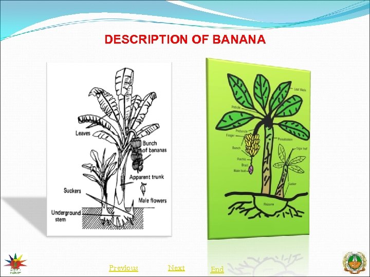 DESCRIPTION OF BANANA Previous Next End 