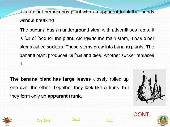 It is a giant herbaceous plant with an apparent trunk that bends without breaking