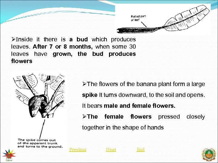 ØInside it there is a bud which produces leaves. After 7 or 8 months,