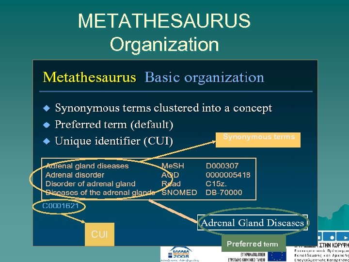 METATHESAURUS Organization Synonymous terms CUI Preferred term 