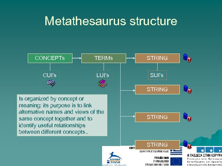 Metathesaurus structure CONCEPTs TERMs STRING CUI’s LUI’s STRING Is organized by concept or meaning;