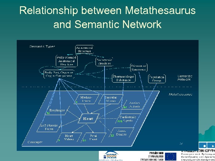 Relationship between Metathesaurus and Semantic Network 