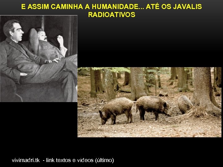 E ASSIM CAMINHA A HUMANIDADE. . . ATÉ OS JAVALIS RADIOATIVOS vivimadri. tk -