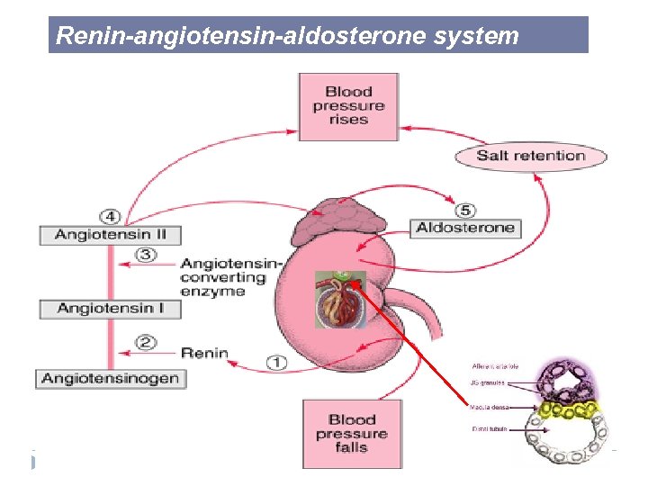 Renin-angiotensin-aldosterone system 