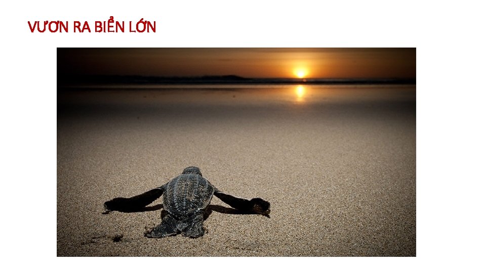 VƯƠN RA BIỂN LỚN 