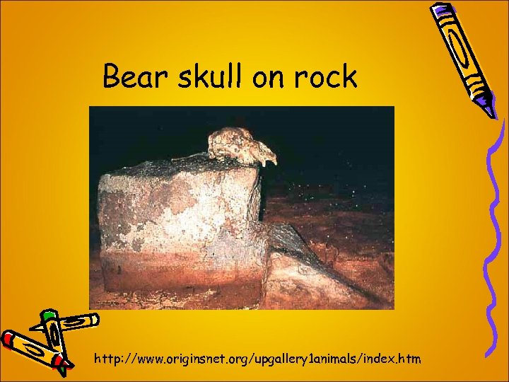 Bear skull on rock http: //www. originsnet. org/upgallery 1 animals/index. htm 