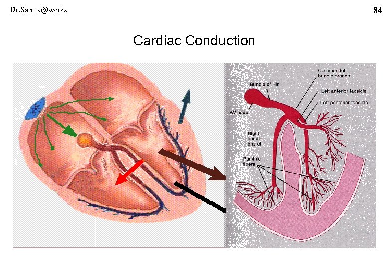 Dr. Sarma@works 84 Cardiac Conduction 
