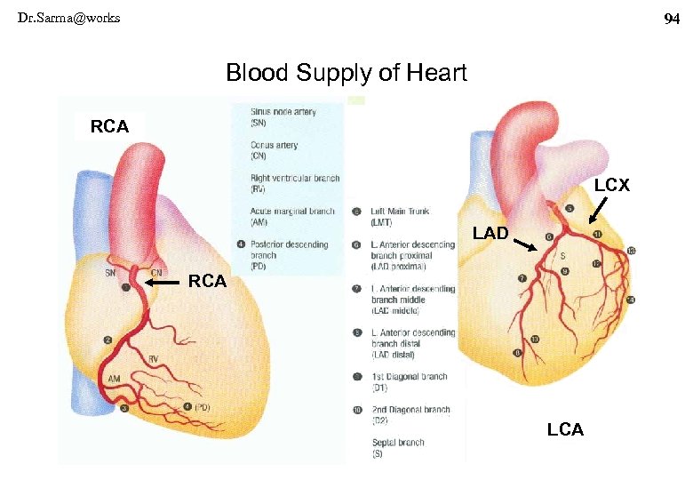 Dr. Sarma@works 94 Blood Supply of Heart RCA LCX LAD RCA LCA 