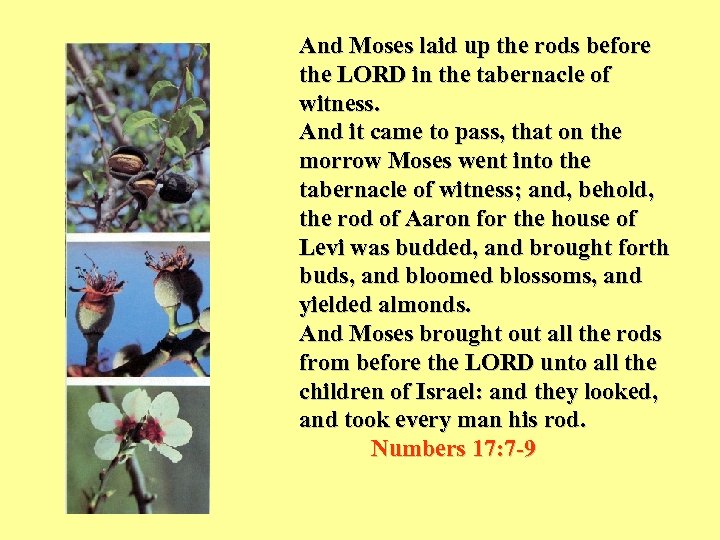 And Moses laid up the rods before the LORD in the tabernacle of witness.