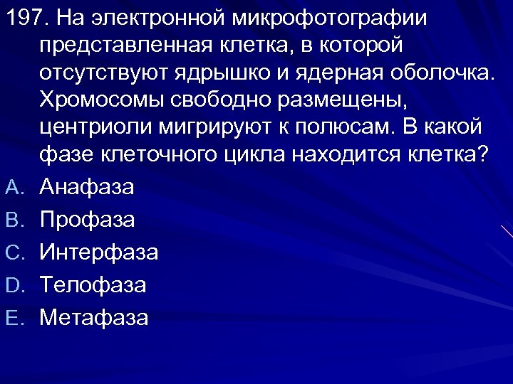 197. На электронной микрофотографии представленная клетка, в которой отсутствуют ядрышко и ядерная оболочка. Хромосомы
