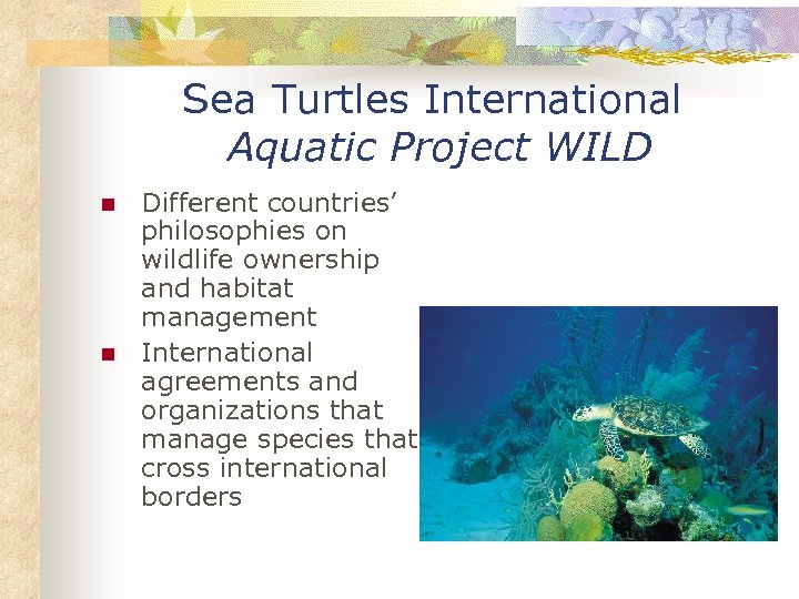 Sea Turtles International Aquatic Project WILD n n Different countries’ philosophies on wildlife ownership