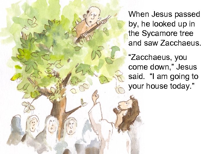 When Jesus passed by, he looked up in the Sycamore tree and saw Zacchaeus.