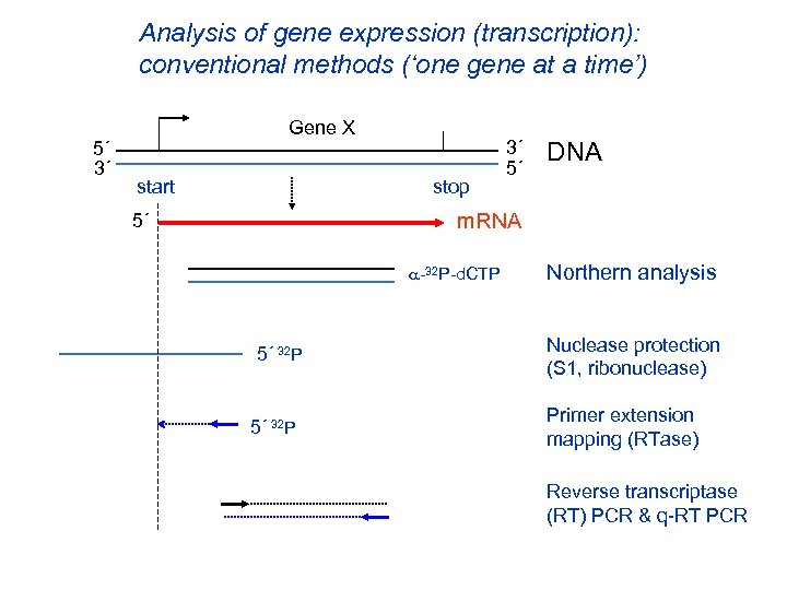 Analysis of gene expression (transcription): conventional methods (‘one gene at a time’) 5´ 3´