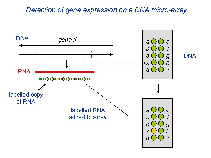 Detection of gene expression on a DNA micro-array DNA gene X RNA a b