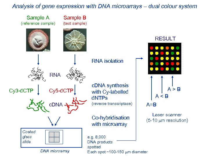 Analysis of gene expression with DNA microarrays – dual colour system Sample A Sample