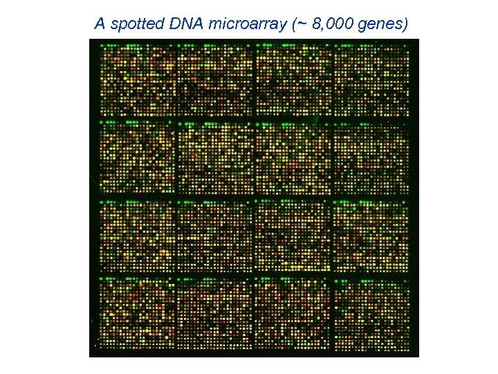 A spotted DNA microarray (~ 8, 000 genes) 