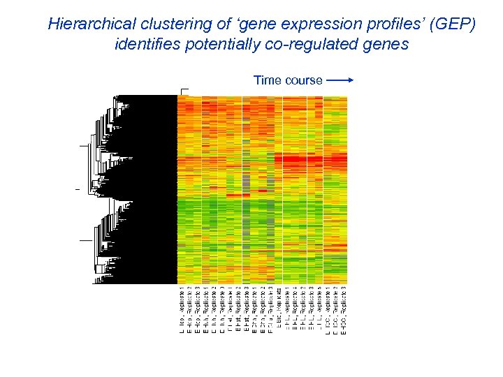 Hierarchical clustering of ‘gene expression profiles’ (GEP) identifies potentially co-regulated genes Time course 
