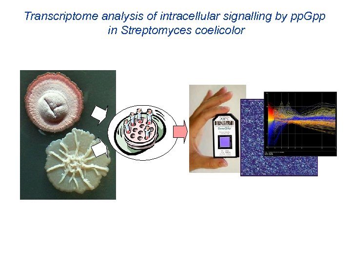 Transcriptome analysis of intracellular signalling by pp. Gpp in Streptomyces coelicolor 