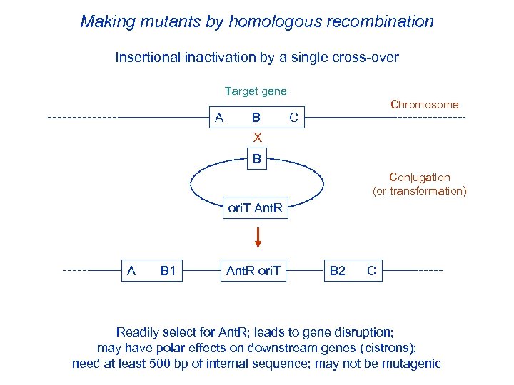 Making mutants by homologous recombination Insertional inactivation by a single cross-over Target gene Chromosome