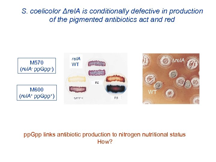 S. coelicolor Δrel. A is conditionally defective in production of the pigmented antibiotics act
