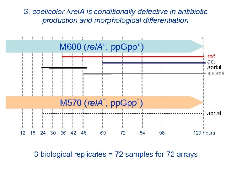 S. coelicolor rel. A is conditionally defective in antibiotic spores production and morphological differentiation