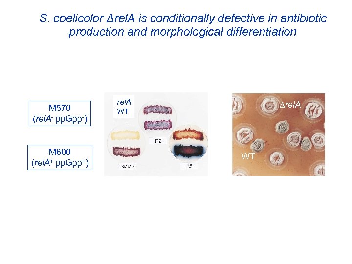 S. coelicolor Δrel. A is conditionally defective in antibiotic production and morphological differentiation M