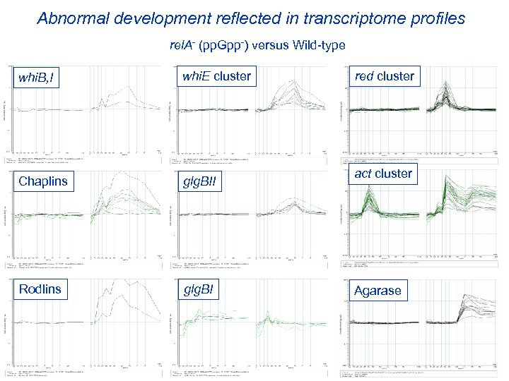 Abnormal development reflected in transcriptome profiles rel. A- (pp. Gpp-) versus Wild-type ram whi.
