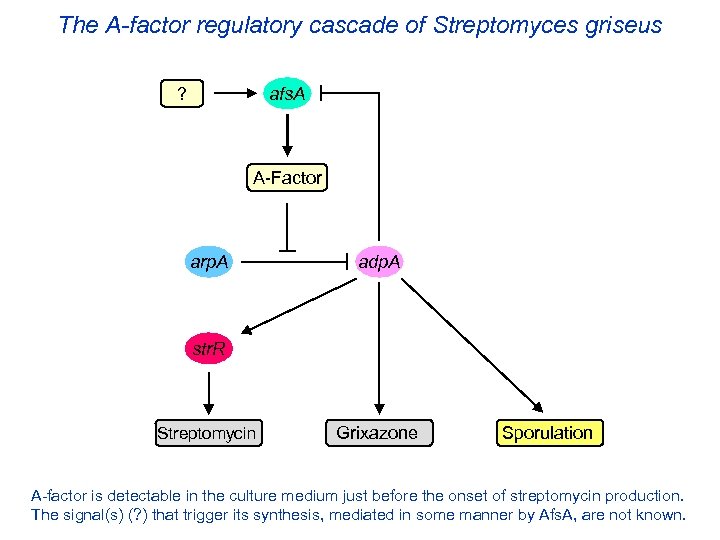 The A-factor regulatory cascade of Streptomyces griseus afs. A ? A-Factor arp. A adp.