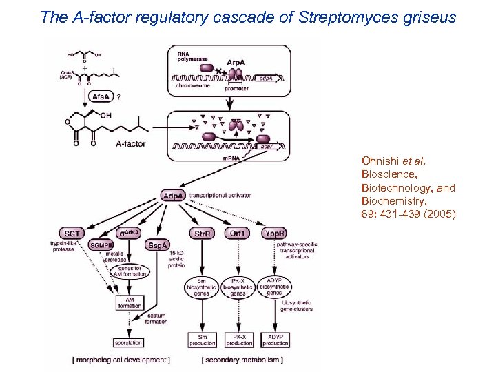 The A-factor regulatory cascade of Streptomyces griseus Ohnishi et al, Bioscience, Biotechnology, and Biochemistry,