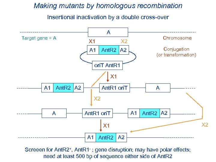 Making mutants by homologous recombination Insertional inactivation by a double cross-over Target gene =