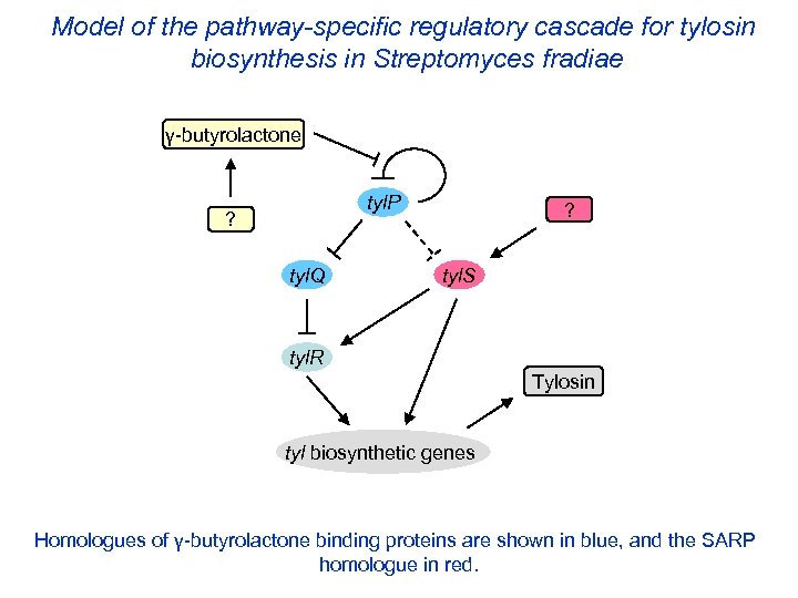Model of the pathway-specific regulatory cascade for tylosin biosynthesis in Streptomyces fradiae γ-butyrolactone tyl.